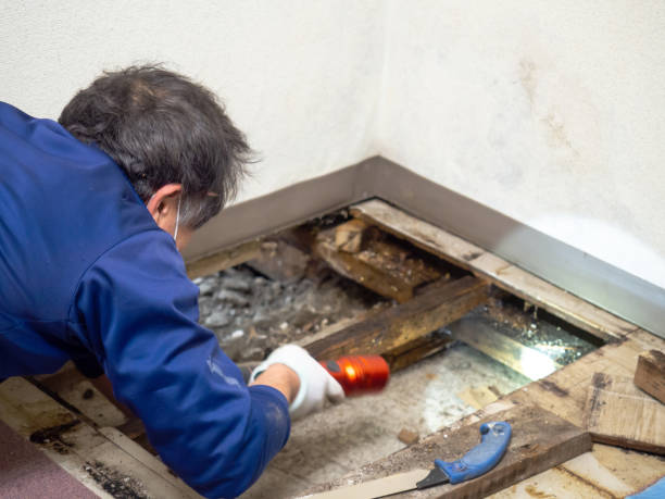 Best HVAC Mold Remediation in Sapulpa, OK