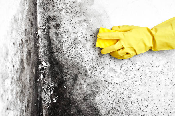 Best Black Mold Remediation in Sapulpa, OK