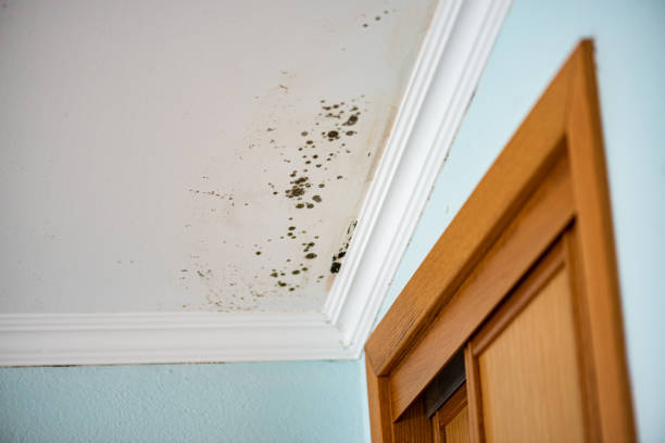 Best Insurance-Related Mold Remediation in Sapulpa, OK