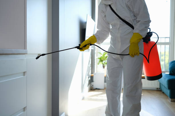 Best Basement Mold Remediation in Sapulpa, OK