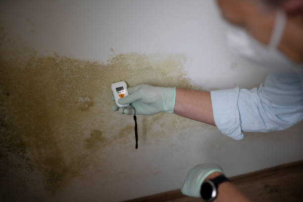 Best Mold Remediation for Schools in Sapulpa, OK