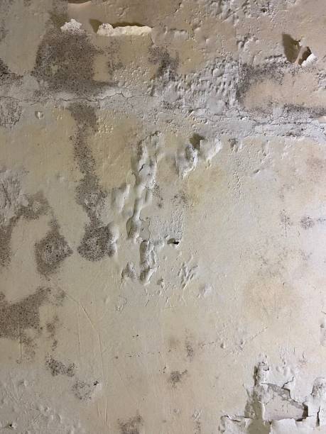 Best Commercial Mold Remediation in Sapulpa, OK