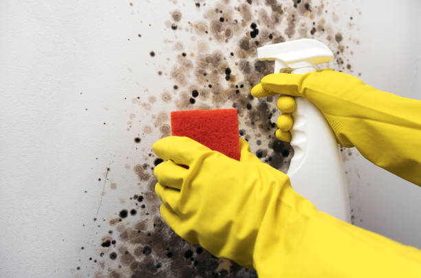 Best Mold Remediation for Specific Building Types in Sapulpa, OK