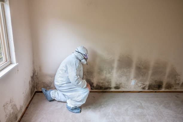 Best DIY Mold Remediation Support Services in Sapulpa, OK