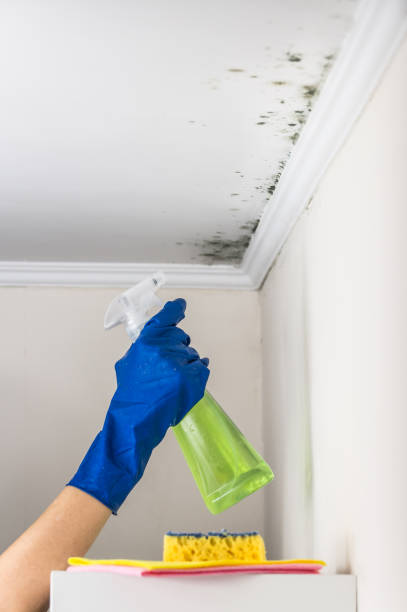 Best Localized Mold Remediation (e.g., coastal areas, humid climates) in Sapulpa, OK