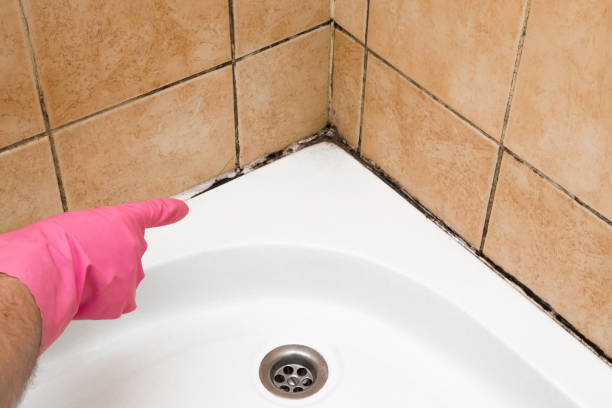 Best White Mold Remediation in Sapulpa, OK